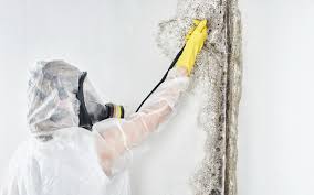 Why You Should Choose Our Mold Remediation Services in Oak Ridge, TN